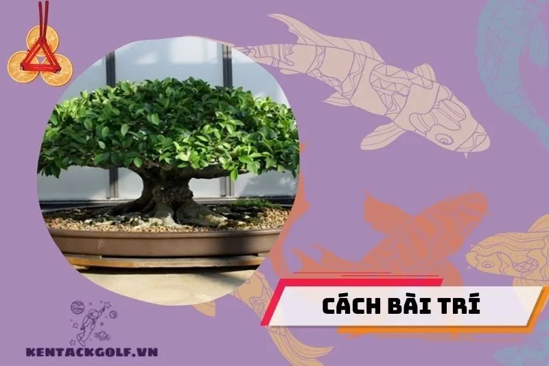 Có Nên Trồng Cây Si Trước Cửa Nhà Không?