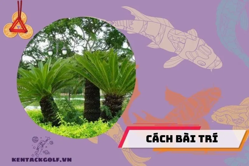 Cách bài trí cây thiên tuế đúng vị trí để kích hoạt vượng khí và tài lộc