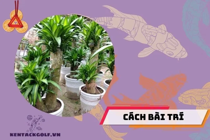 Hướng đặt cây thiết mộc lan theo phong thủy để hút tài lộc