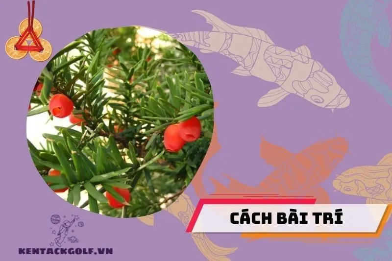 Cách Bày Trí Cây Thông Đỏ Hợp Phong Thủy