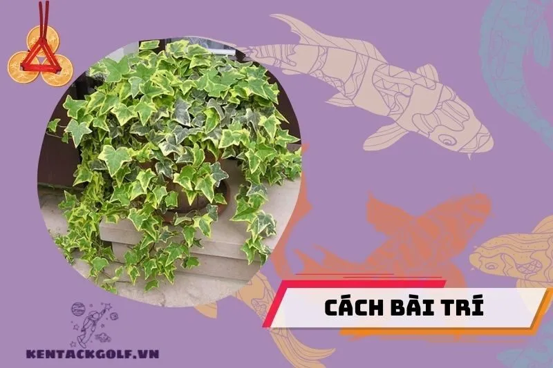 Cách bài trí cây thường xuân phong thủy để hút tài lộc