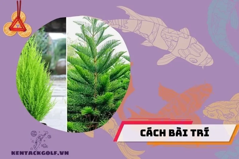 Hướng đặt và bài trí cây tùng bách theo phong thủy