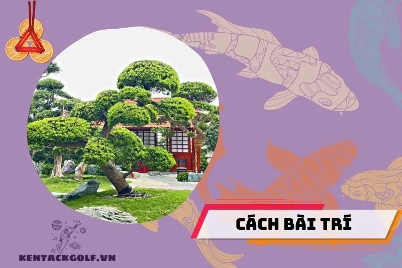 Cách Đặt Cây Tùng La Hán Đúng Phong Thủy Để Thu Hút Tài Lộc