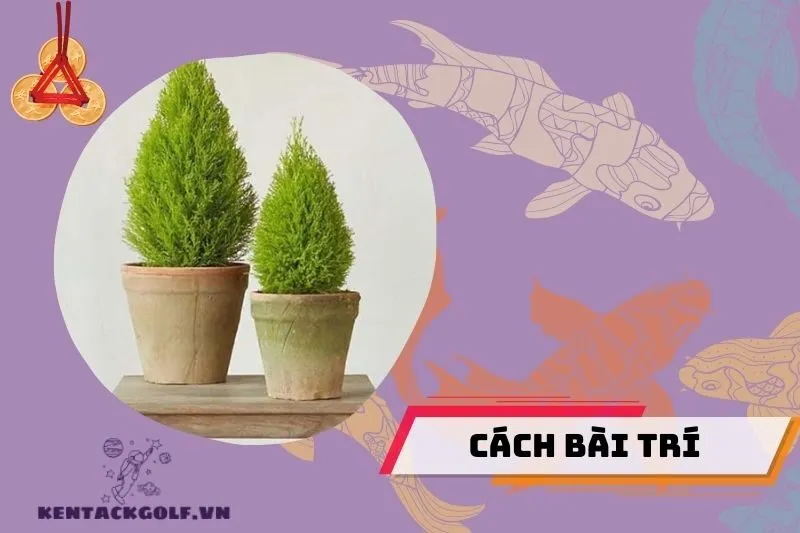Cách bài trí cây tùng thơm trong nhà hợp phong thủy