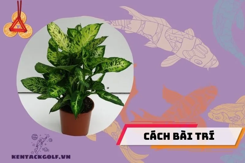 Cách bài trí cây vạn niên thanh đúng phong thủy