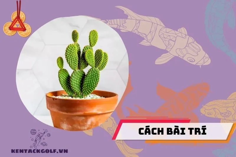 Vị trí đặt cây xương rồng phong thủy để mang lại may mắn