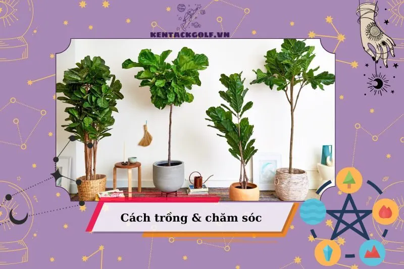 Cách chăm sóc cây cảnh phong thủy để luôn tươi tốt