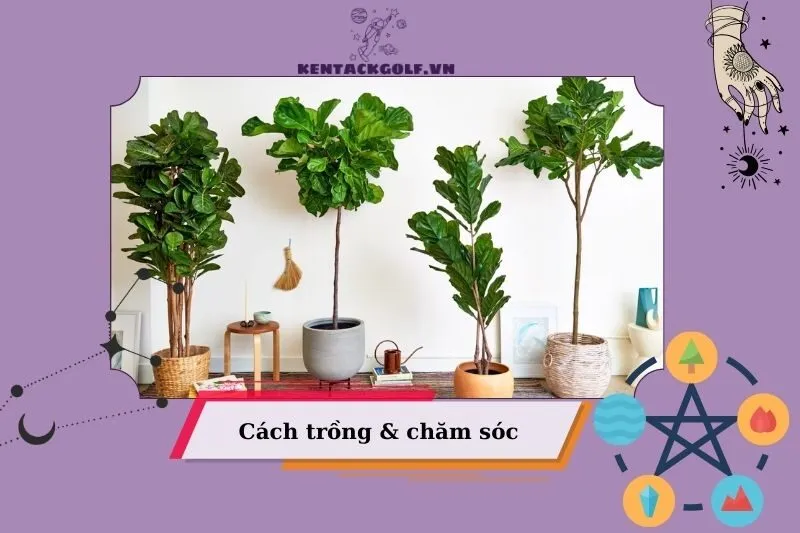 Cách trồng và chăm sóc cây bàng Singapore phong thuỷ