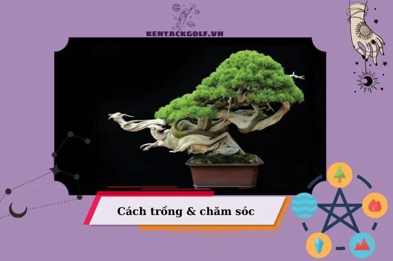 Hướng dẫn cách trồng và chăm sóc cây bonsai phong thủy