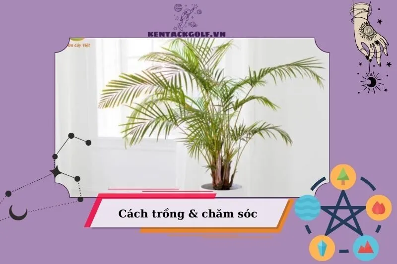 Cách chăm sóc cây cau cảnh xanh tốt quanh năm