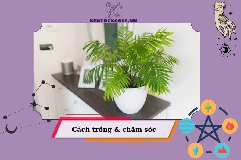 Cách trồng và chăm sóc cây cau tiểu trâm phong thủy