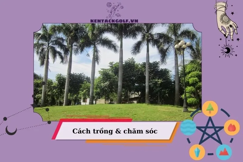 Cách trồng cây cau vua đúng kỹ thuật, nhanh bén rễ và phát triển tốt