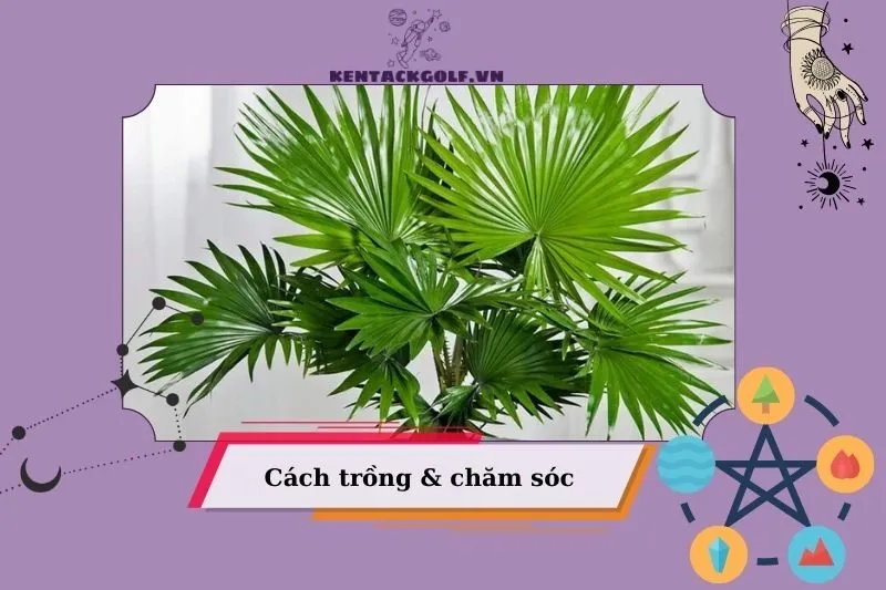 Hướng dẫn cách trồng và chăm sóc cây cọ cảnh đúng cách
