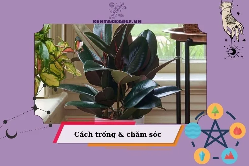 Hướng dẫn trồng cây đa búp đỏ phong thủy tại nhà