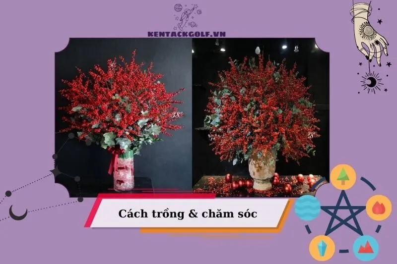 Cách trồng và chăm sóc cây đào đông phong thủy