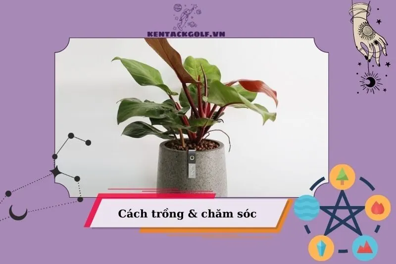 Cách trồng và chăm sóc cây đế vương để luôn xanh tốt