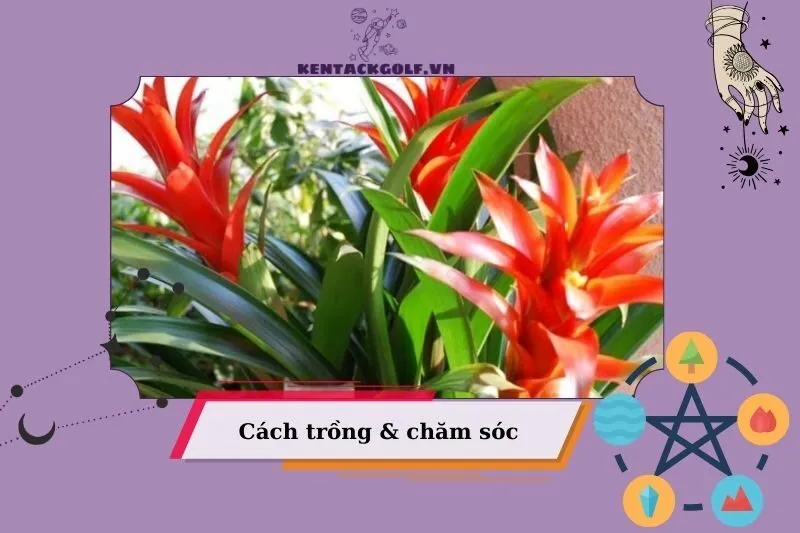 Hướng dẫn trồng và chăm sóc cây dứa cảnh nến