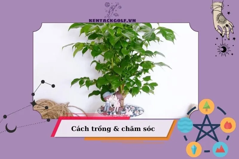 Hướng Dẫn Trồng Và Chăm Sóc Cây Hạnh Phúc