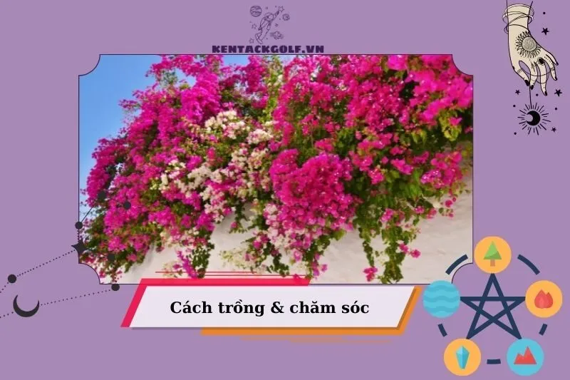 Cách trồng và chăm sóc cây hoa giấy đúng chuẩn phong thuỷ