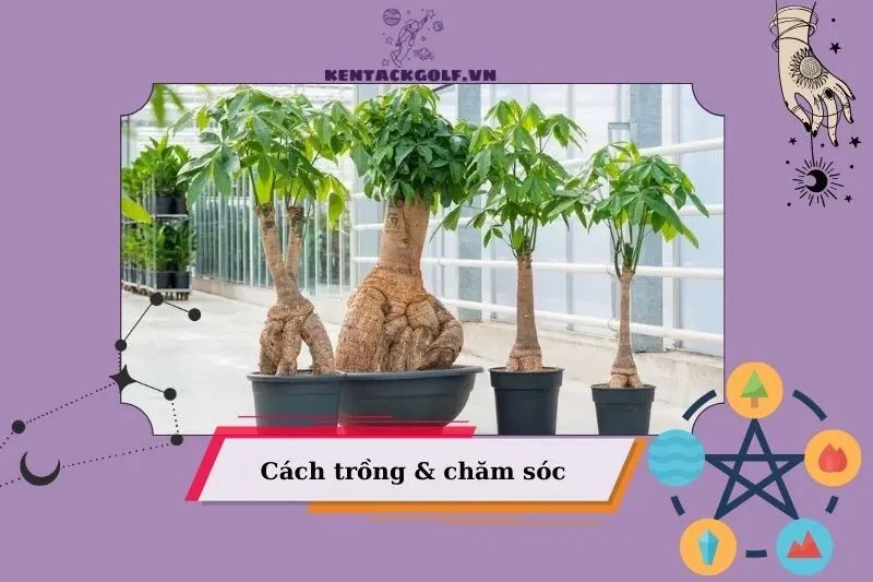 Cách trồng và chăm sóc cây kim ngân để luôn xanh tốt