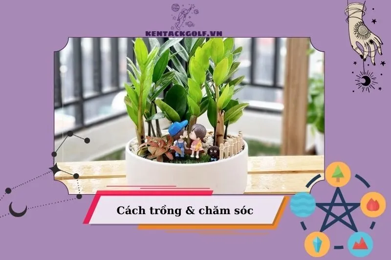 Cách trồng và chăm sóc cây kim tiền phong thủy đúng cách