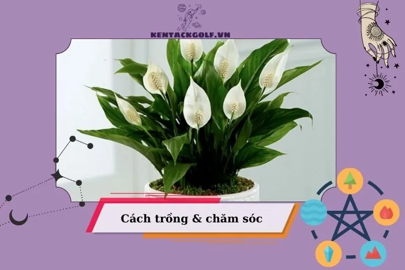 Cách trồng và chăm sóc cây lan ý phong thủy