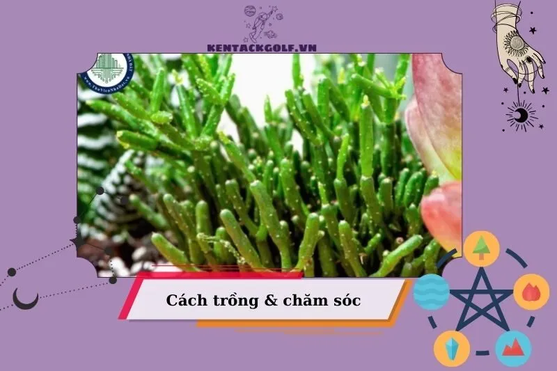 Cách trồng và chăm sóc cây lộc nhung