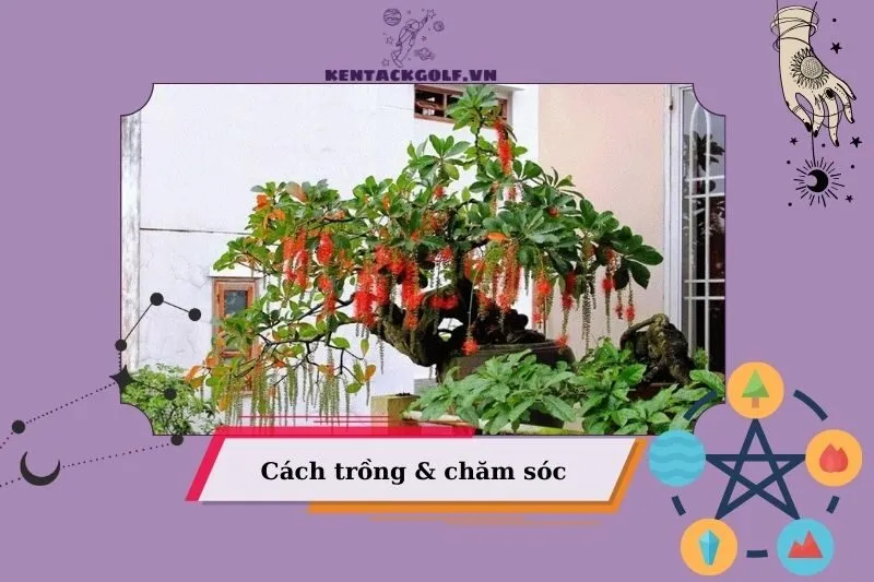 Cách trồng và chăm sóc cây lộc vừng để ra hoa đẹp