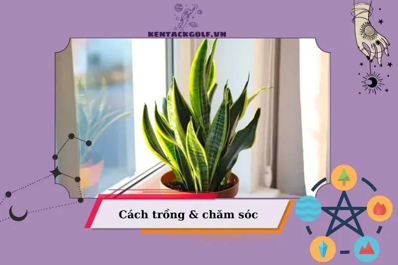 Cách chăm sóc và trồng cây lưỡi hổ đúng cách