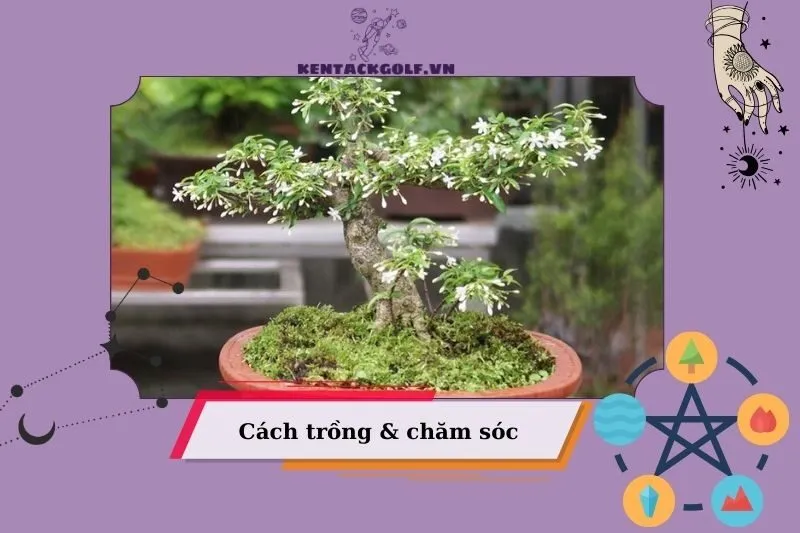 Cách trồng cây mai chiếu thủy đúng phong thủy