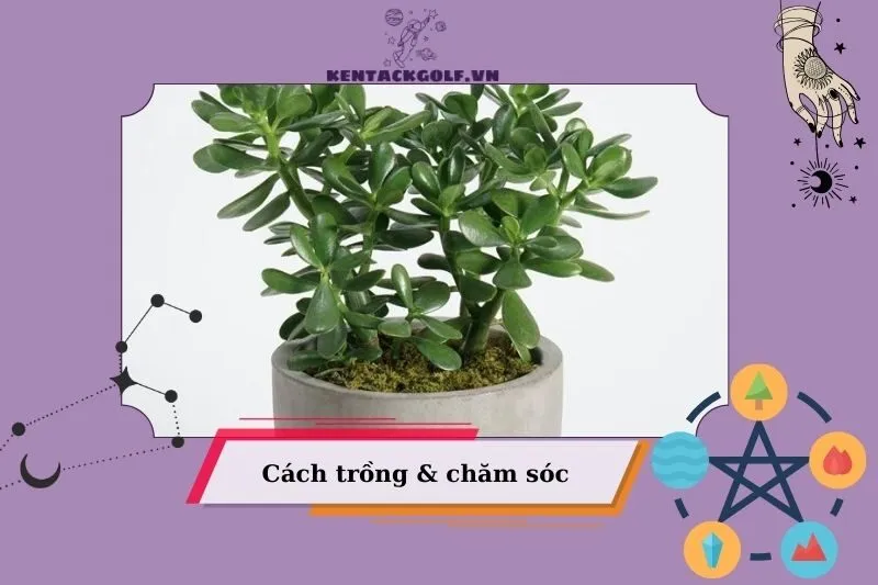 Cách trồng và chăm sóc cây Ngọc Bích