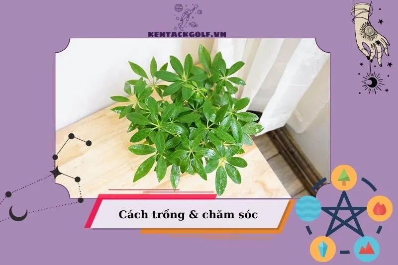 Cách trồng và chăm sóc cây ngũ gia bì để luôn xanh tốt