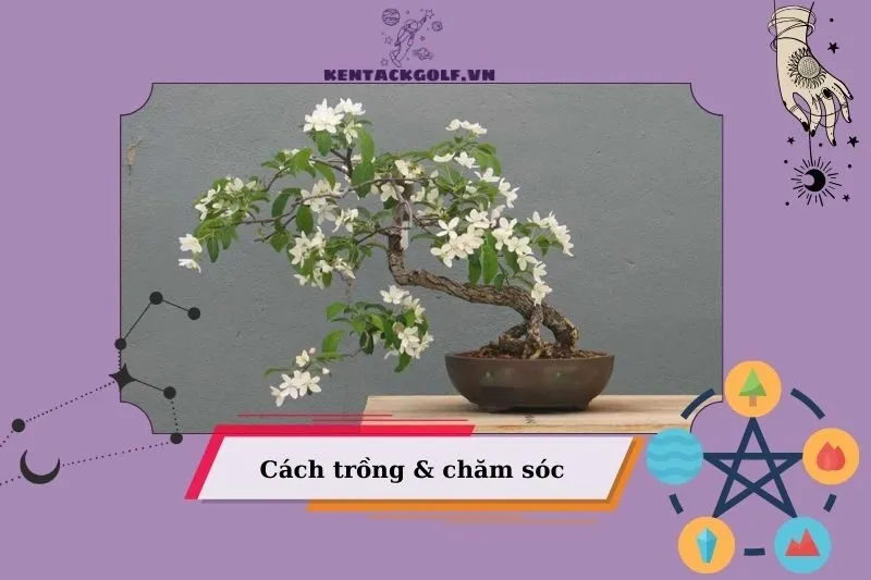 Cách trồng và chăm sóc cây nguyệt quế phong thủy