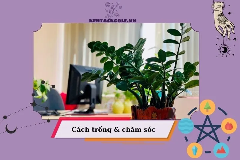 Cách trồng cây phát tài đúng kỹ thuật