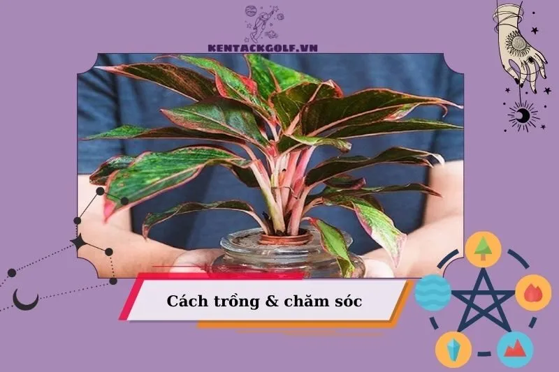 Cách trồng và chăm sóc cây phú quý đúng cách