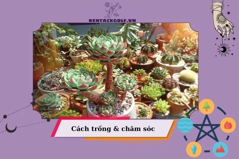 Cách trồng và chăm sóc cây sen đá phong thủy giúp cây phát triển tốt