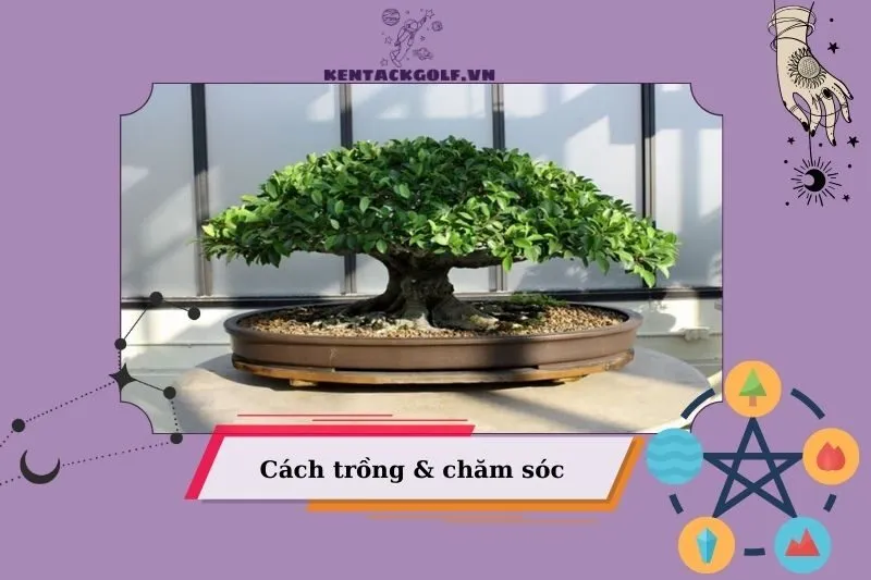 Hướng Dẫn Cách Trồng Cây Si Chuẩn Phong Thủy