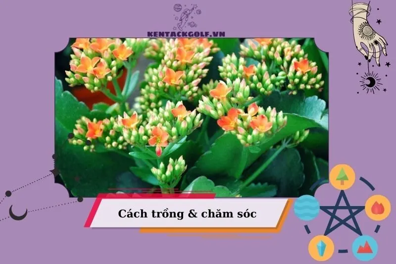 Cách trồng cây sống đời phong thủy đúng chuẩn