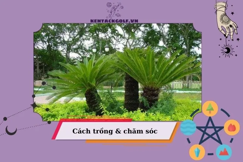 Cách trồng và chăm sóc cây thiên tuế giúp phát huy tối đa giá trị phong thủy