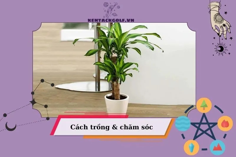 Cách chăm sóc cây thiết mộc lan để cây luôn xanh tốt