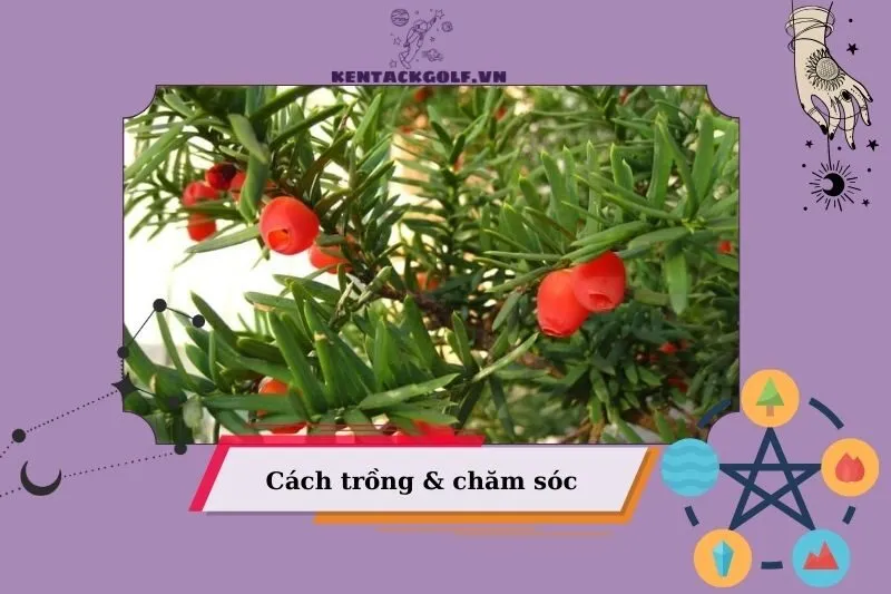 Hướng Dẫn Trồng Và Chăm Sóc Cây Thông Đỏ