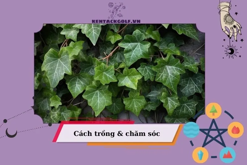 Cách trồng và chăm sóc cây thường xuân để cây phát triển tốt