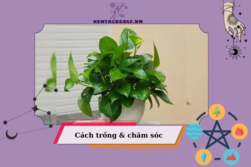 Cách trồng và chăm sóc để duy trì phong thuỷ tốt