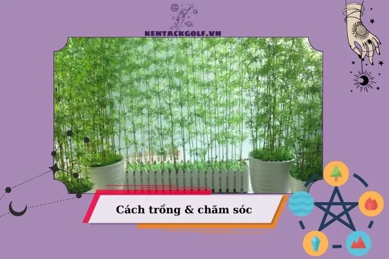 Cách chăm sóc cây trúc quân tử để phát triển tốt