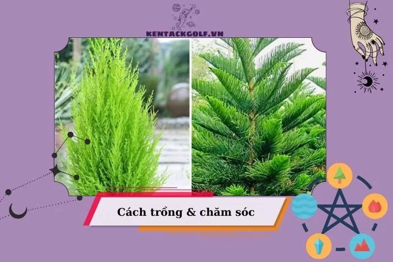 Cách chăm sóc cây tùng bách phong thủy để luôn đẹp và khỏe mạnh