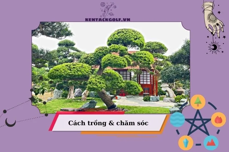 Cách Trồng Và Chăm Sóc Cây Tùng La Hán Phong Thủy