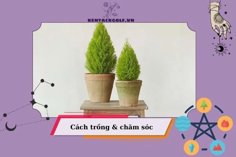 Hướng dẫn trồng và chăm sóc cây tùng thơm xanh tốt