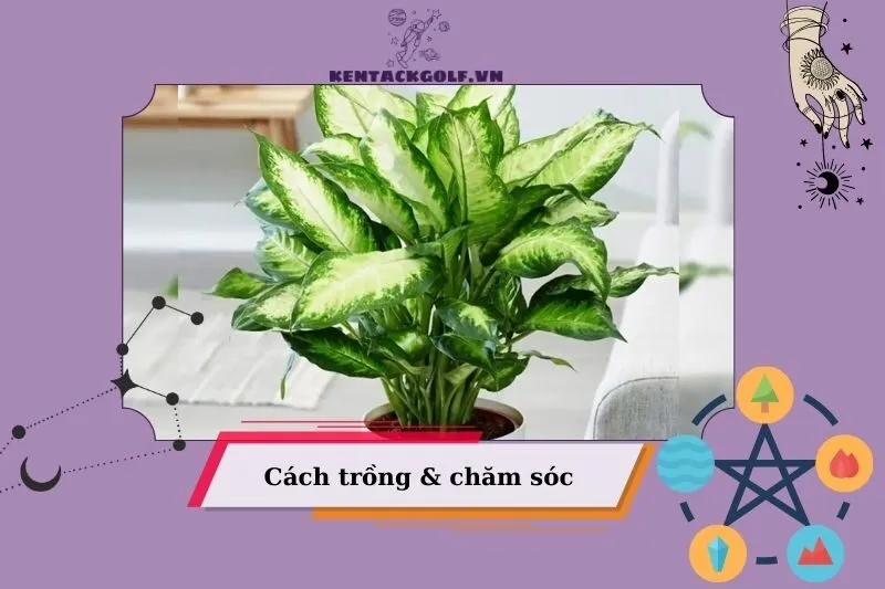 Cách trồng và chăm sóc cây vạn niên thanh để cây luôn xanh tốt