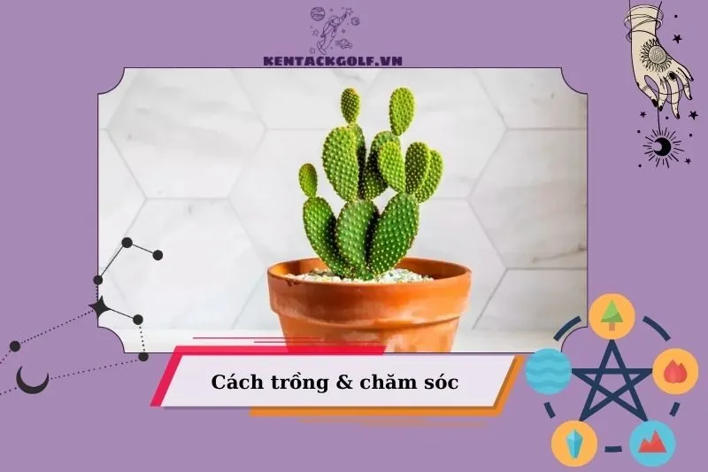 Cách trồng và chăm sóc cây xương rồng phong thủy