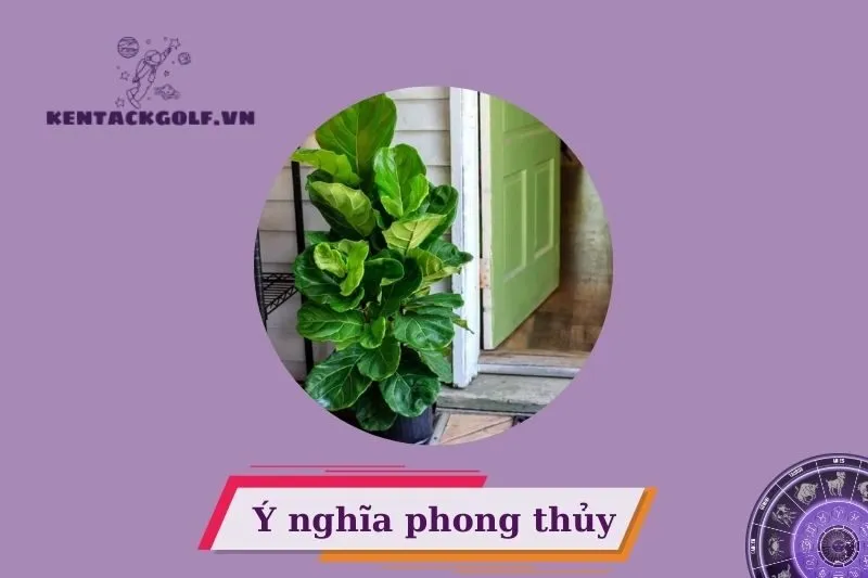 Cây bàng Singapore phong thuỷ là gì?